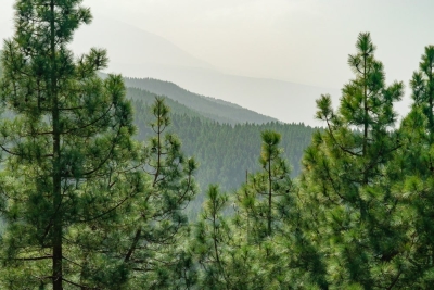 Kızılagac